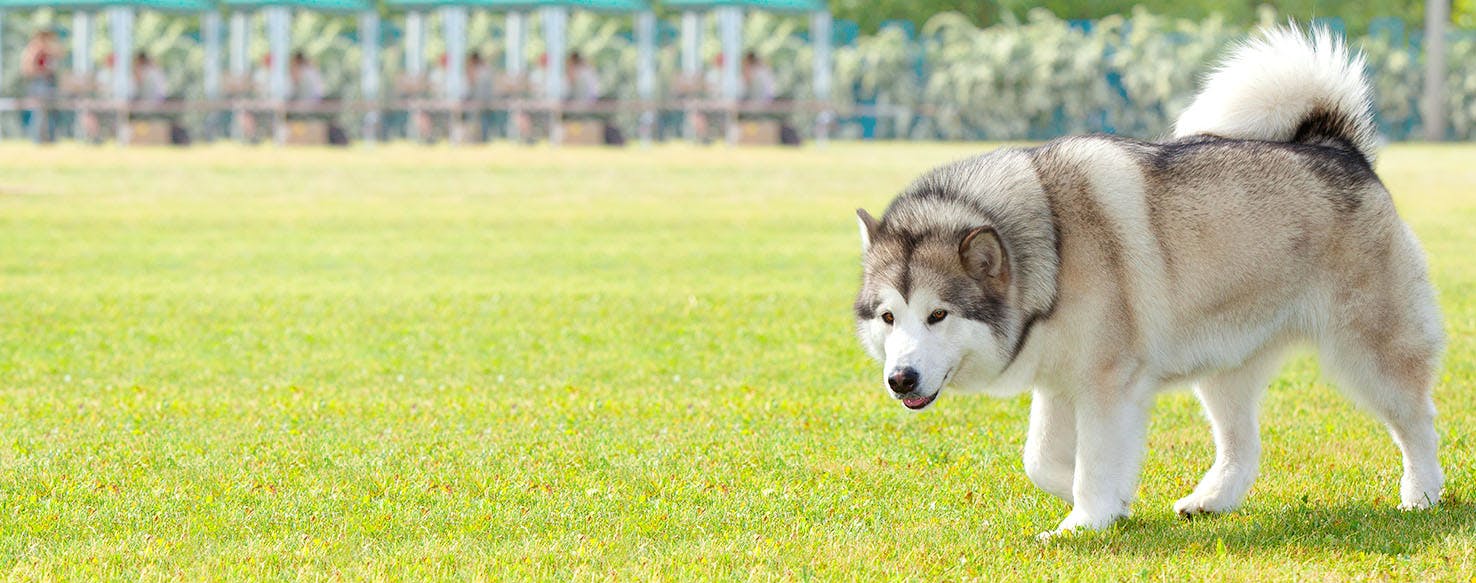 Dublin Dog Names | Popular Male and Female Names | Wag!